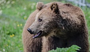 Orsi - Bears
